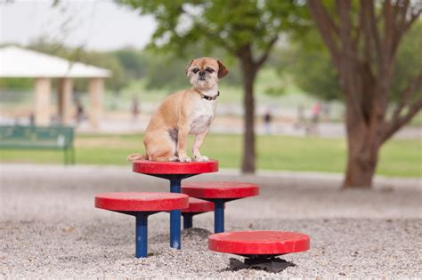 Agility for dogs near me. Things To Know About Agility for dogs near me. 